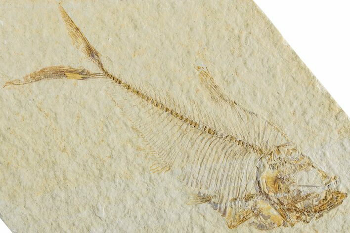 Fossil Fish (Diplomystus) - Green River Formation #233087